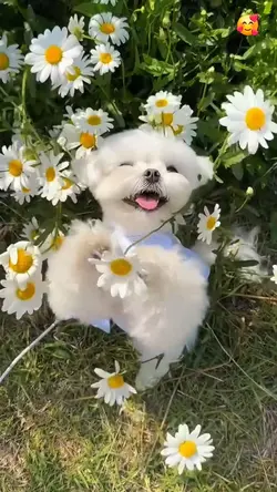 Spring Animals
