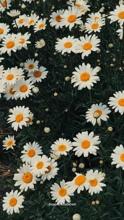 Flowers vibes 