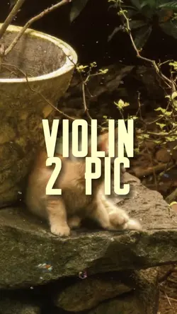 Mẫu violin 2 ảnh