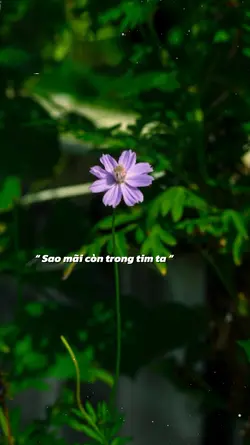 Đây khúc tương tư