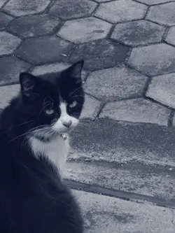 sound kucing cina