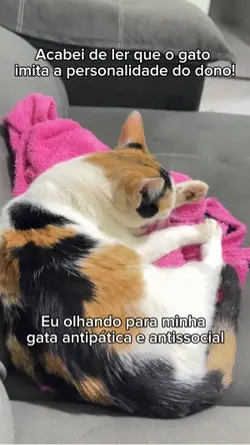Personalidade de gat