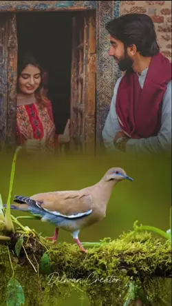 Bird's Template