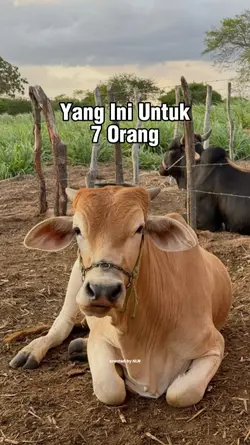 Bahagian Korban !!