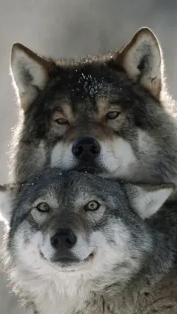 alpha