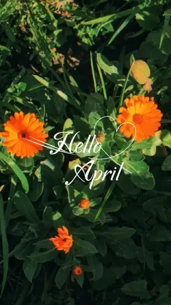 Hello April #3