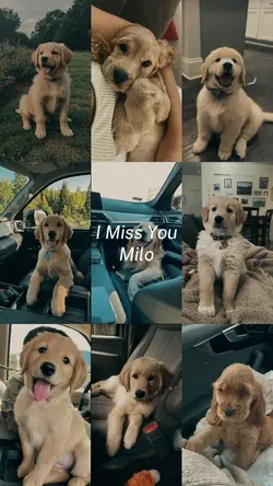 I Miss You Milo