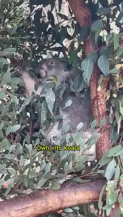 I found a koala