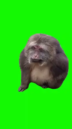 SMILING MONKEY