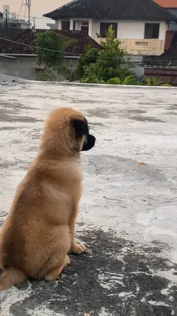 Dog Go To Heaven 