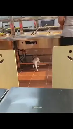 cat cute