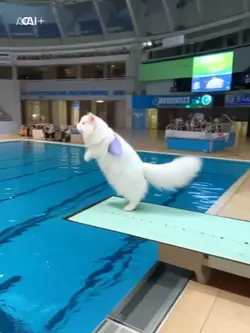ai 飛び込み選手の猫