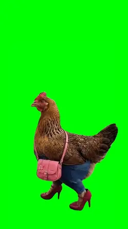 CHICKEN WALKING