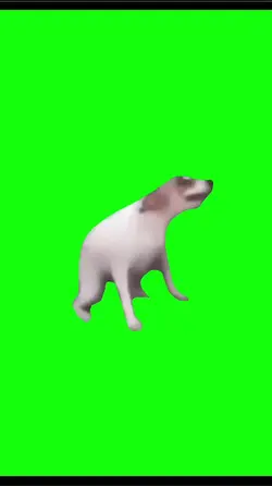 dog dancing