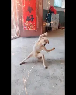 kungfudog