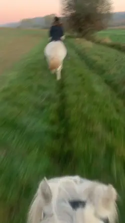 Fetzen