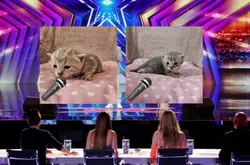 meow meow