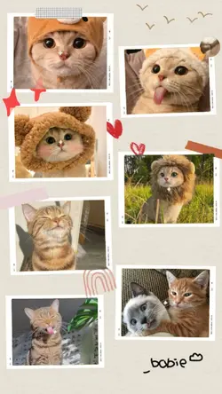 cute cats