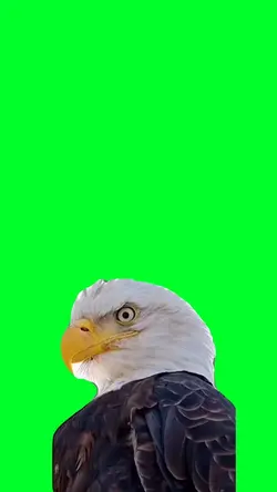 Eagle stare down