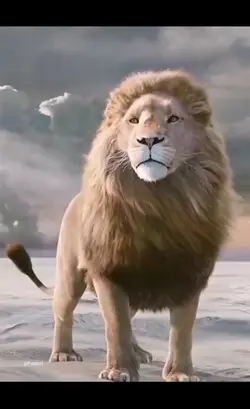 Tadow Lion