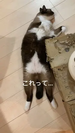 猫動画