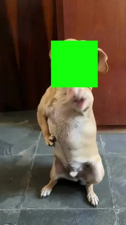 dog dancing