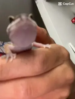 🦎