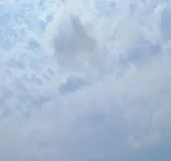 생존신고