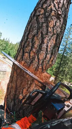 Stihl 461 