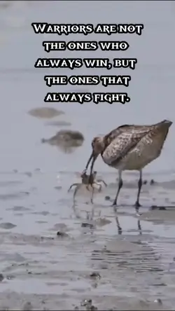 True Warrior