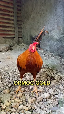 Rooster Lovers