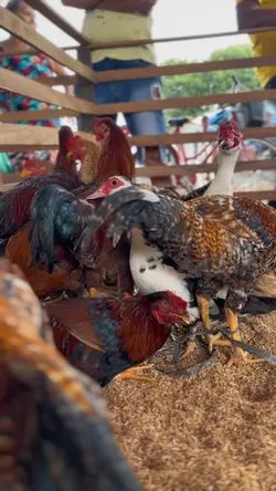 Feira de Animais
