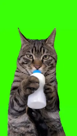 cat drink milk