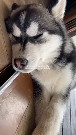 Pet love