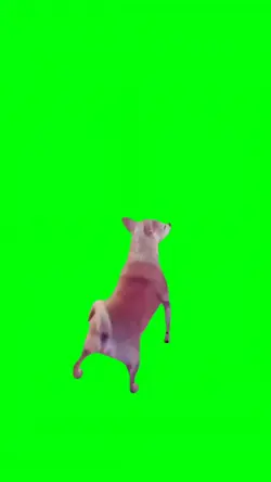 DOG TWERKING