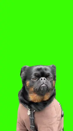 Dog/Cachorro