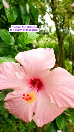 pink flower