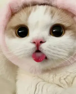 miawmiaw