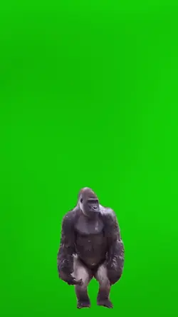 Dance monkey