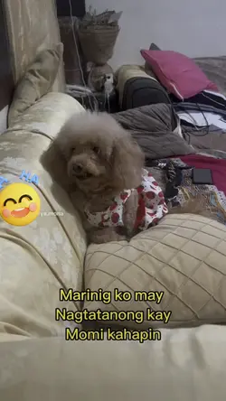 Pelengerang poodle