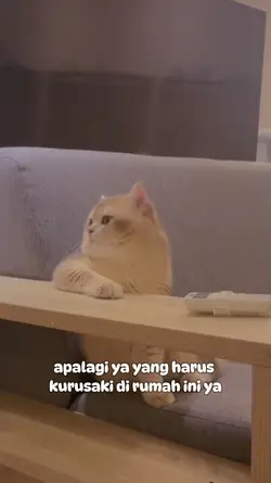 template lucu