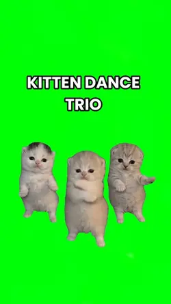 Kitten dance trio