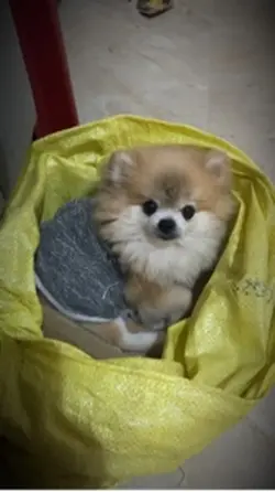 Rumah anjing