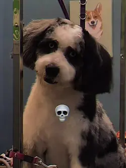 scariest dog?