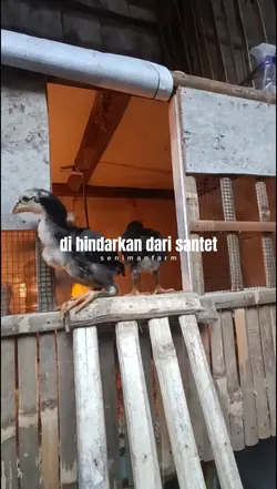 Ngingu Pitek