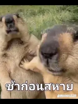 ช้าก่อน🤣