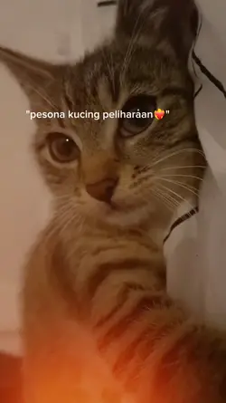 kucing peliharaan