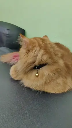 cute cat