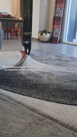 mon chat 