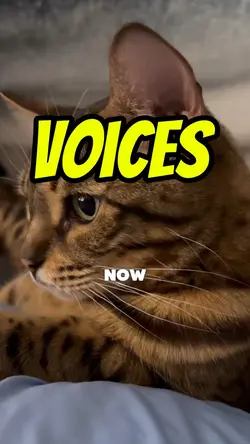 Voices in my head 🙀